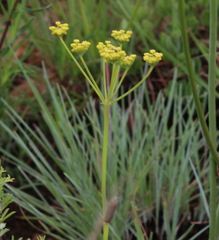 Afrosciadium magalismontanum