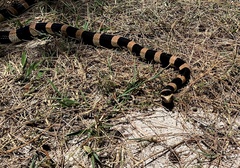 Laticauda saintgironsi