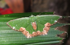 Eucyclodes albisparsa