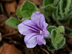 Ruellia cordata