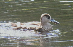 Malacorhynchus membranaceus