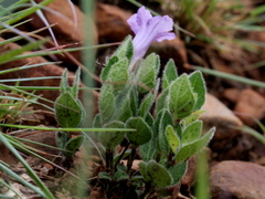 Ruellia cordata