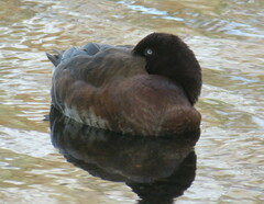 Aythya australis