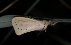 Laelia anamesa