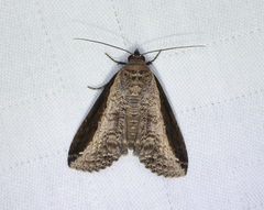 Lophoptera squammigera
