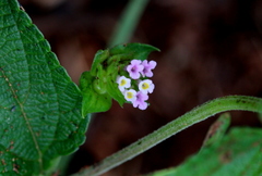 Lantana rugosa