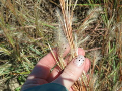Schizachyrium littorale