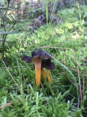 Craterellus tubaeformis