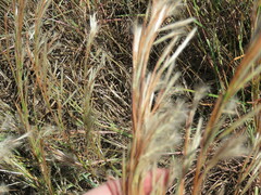 Schizachyrium littorale