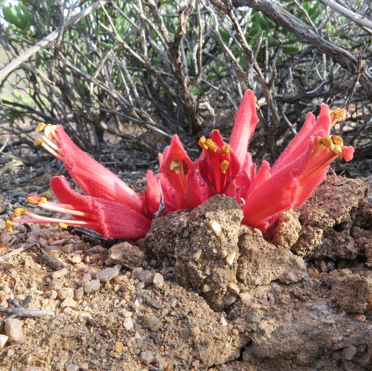 Desert Catsnails (Hyobanche barklyi)