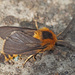 Automolis bicolora - Photo (c) Felix Riegel, alguns direitos reservados (CC BY-NC), uploaded by Felix Riegel