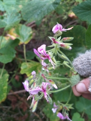Pelargonium papilionaceum