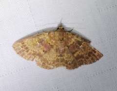 Sarobides inconclusa