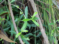 Billardiera cymosa
