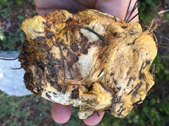 Suillus fuscotomentosus