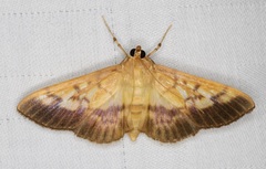 Syllepte sellalis