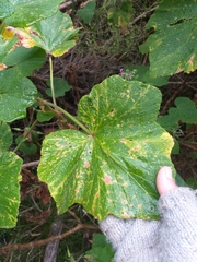 Pelargonium papilionaceum