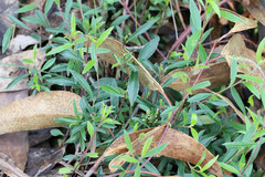 Billardiera cymosa