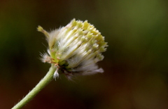 Lasiosiphon sericocephalus