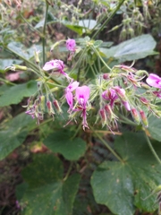 Pelargonium papilionaceum