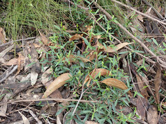 Billardiera cymosa