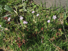 Geranium wakkerstroomianum
