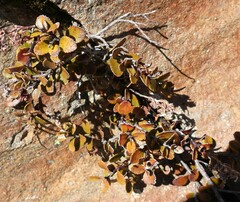 Gaultheria colensoi
