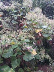 Pelargonium papilionaceum