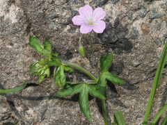 Geranium wakkerstroomianum