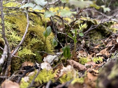Adenochilus gracilis