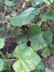 Pelargonium papilionaceum