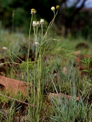 Lasiosiphon sericocephalus