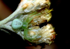 Misumenops rubrodecoratus