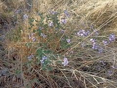 Moricandia arvensis