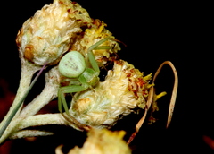 Misumenops rubrodecoratus