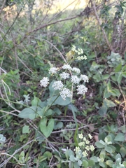 Lichtensteinia interrupta