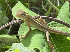 Calotes versicolor