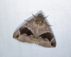 Bastilla joviana