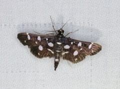 Bocchoris inspersalis