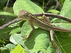 Calotes versicolor