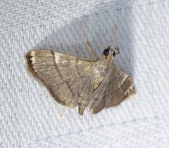 Cangetta hartoghialis