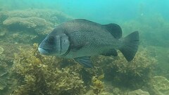 Plectorhinchus gibbosus