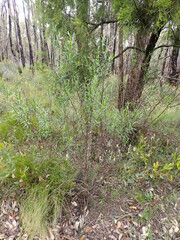 Ixodia achillaeoides