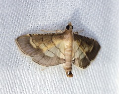 Cnaphalocrocis