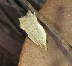 Dichomeris cymatodes