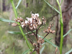 Ixodia achillaeoides