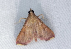 Endotricha olivacealis