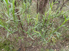 Ixodia achillaeoides