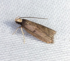 Epichostis
