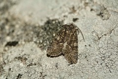 Dryobotodes monochroma